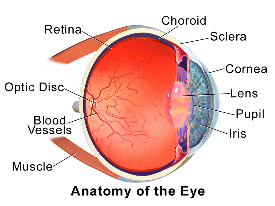 Labeled cross-section of the human eye showing the cornea and lens at the front, the iris and pupil, and the retina and optic disc at the back.